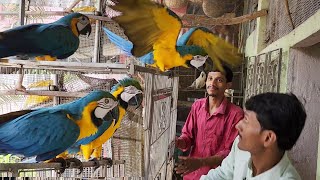 Four Macaws Are Very Angry With Me  Macaws Breeding Pair Bonding And Setup [upl. by Nnorahs]