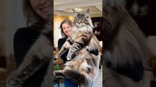 Big and Beautiful Cats cat [upl. by Corabella]