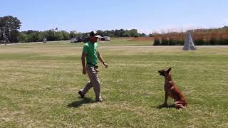 Dog Training Obedience In Motion Toph Update [upl. by Salisbarry]