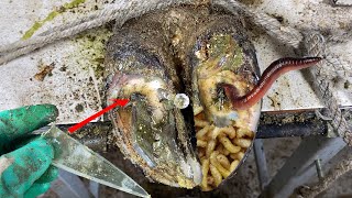 Shocking Cow Hoof Rescue Removing Maggots and a Screw Stuck Inside 0755 [upl. by Jolie863]