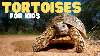 Tortoises for Kids  Learn all about these old land turtles [upl. by Pollard]