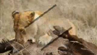 real kill from lion at buffelWMV [upl. by Wallach821]