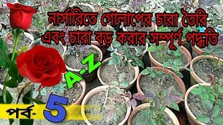 নার্সারিতে গোলাপ চারা তৈরীর সম্পূর্ণ পদ্ধতি।। কাটিং পদ্ধতির মাধ্যমে চারা তৈরি [upl. by Rufena268]