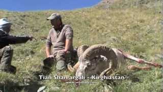 SHEEP of the Old World  Hunting Chasse ARGALIS  Part 2 by Seladang [upl. by Bellis49]