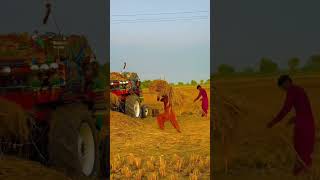 Rice farming field ricefield ricefarming nature [upl. by Etirugram]