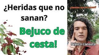 ¿Heridas que no sanan o cicatrizan Bejuco de cesta [upl. by Adriana51]