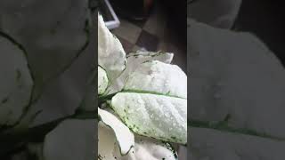 Aglaonema super white aglaonema aglaonemaplant aglaonemavarieties aglaonemalovers shortvideo [upl. by Ichabod]