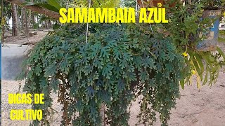 Como cultivar samambaia azul Selaginella Uncinata [upl. by Izabel350]