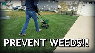 How To Apply GRANULAR Pre Emergent To Prevent Crabgrass  Spring Lawn Care Step 2 [upl. by Dorman]