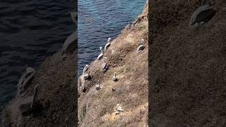 Anacapa Island Channel Islands in California 🏝️🌊🇺🇸 travel california [upl. by Carmita887]