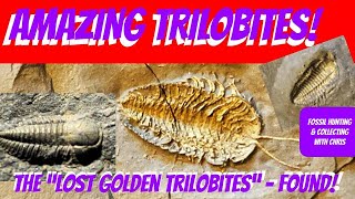 Amazing Trilobites The Lost Golden Trilobites Found Fossil Hunting and Fossil Collecting wChris [upl. by Lladnor800]