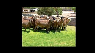 Best sheep breed in the world  Meatmaster Rams in Namibia [upl. by Mathia345]