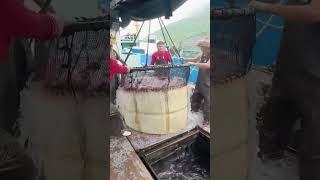 Marine fish loading on board process [upl. by Letram]