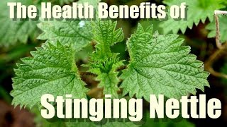 HEALTH BENEFITS OF STINGING NETTLE [upl. by Wardle]