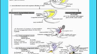 Digestive system 14 cloaca 2 [upl. by Nrev]