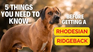 5 Thing You Need To Know Before Getting a Rhodesian Ridgeback [upl. by Amaral]