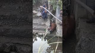 Teamwork To Lift and Drag The Stuck Horse From The Ditch Into Water [upl. by Blayne]