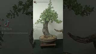 ¡¡Os esperamos en el congreso europeo de bonsai 2024wwwsantimunozbonsaicom [upl. by Morissa484]