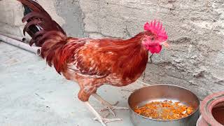 Adorable Little Roosters Playing On Roof  Amazing Roosters Eating Outside🐓 🐓 [upl. by Eineg]