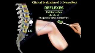 Femoral Nerve Anatomy  Everything You Need To Know  Dr Nabil Ebraheim [upl. by Agata117]