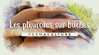 Comment faire sa culture de pleurotes sur bûches kitchampignons [upl. by Kciredohr]