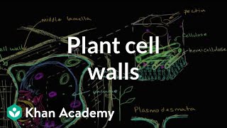 Plant cell walls  Structure of a cell  Biology  Khan Academy [upl. by Wheelwright]