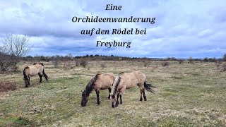 Eine Orchideenwanderung auf den Rödel bei Freyburg mit Wildpferde aber ohne Orchideen [upl. by Kurzawa]