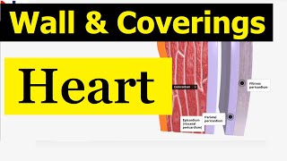 External Structure of the Heart  Wall and its coverings  Nursing Lecture [upl. by Ymar]