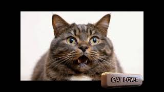 quotPurrfectly Silly Cat Pulls Faces for the Cameraquot [upl. by Etsirk]