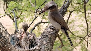 Nestlings Spread Their Wings for the First Time BirdPlusNest [upl. by Sauls]