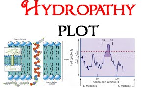 Hydropathy plot [upl. by Kreegar108]