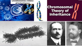 Chromosomal Theory Of Inheritance  Class 12 Biology [upl. by Alane]