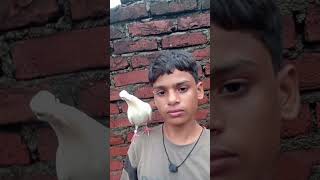 Pigeon changing life 😱🕊️🤬pigeon bird kabootar shorts [upl. by Etireuqram]