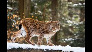 30 interesting facts  about the lynx [upl. by Clari]