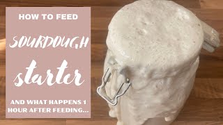 How To Feed Sourdough Starter and what happens 1 hour after feeding sourdough sourdoughstarter [upl. by Mungo633]