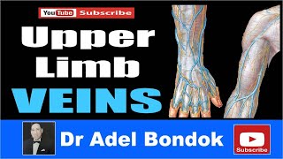 Upper Limb Veins Dr Adel Bondok [upl. by Baldwin]