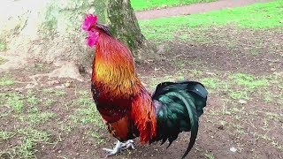 47 Imperessive rooster crowing in the morning compilations 2018  Chant du Coq [upl. by Jobi529]