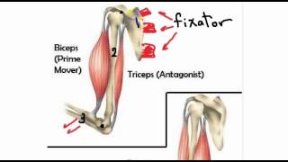 general anatomy 4 action of skeletal muscles by dr Sameh Ghazy [upl. by Anyar878]