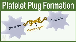 Platelet Plug Formation is SO AMAZING [upl. by Ellenej817]