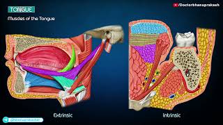 Tongue Gross Anatomy Animation [upl. by Pegma]