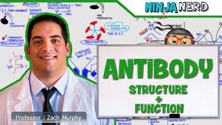 Immunology  Antibody Structure amp Function [upl. by Erdnoid]