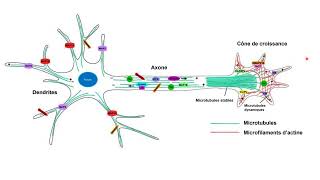 Lorganisation des microtubules et des microfilaments dactine dans les neurones [upl. by Kostman701]