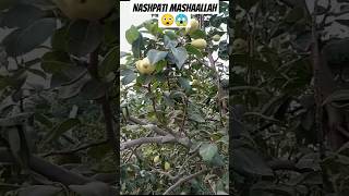 Nashpati MashaAllah fruting fruit youtubeshorts fruitcutting youtubevideos [upl. by Ennaxxor]