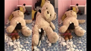 Teddybear Gives Birth to a Beagle Puppy  Beagle Universe [upl. by Aseyt421]