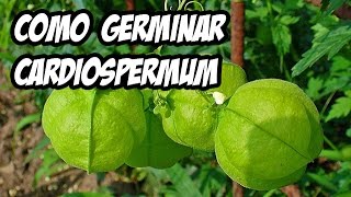 Como germinar Cardiospermum Halicacabum  La Huerta de Ivan [upl. by Ellekram828]