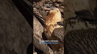 Bearded Vulture  Bone Eating Bird [upl. by Radford]