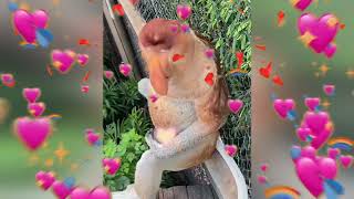 proboscis monkeys ❤️ [upl. by Lukin611]