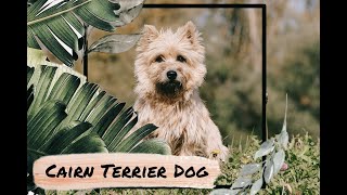 cairn terrier puppies  cairn terrier and westie mix  cairn terrier attack [upl. by Rexfourd]