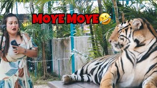 TIGER PARK MEI HUA SHANAYA PAR PHIRSE PRANK😜  THAILAND EP04  SHANAYA MASROOR [upl. by Roshelle]