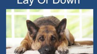 Obedience Training For Dogs Free 101 Dog Training Tips [upl. by Metah]